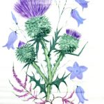 Left Thistle